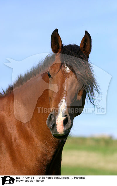brown arabian horse / IP-00484