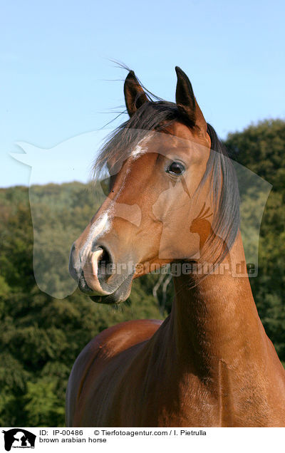 brown arabian horse / IP-00486