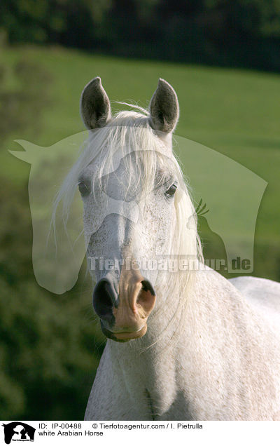 white Arabian Horse / IP-00488