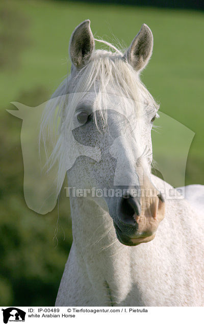 white Arabian Horse / IP-00489