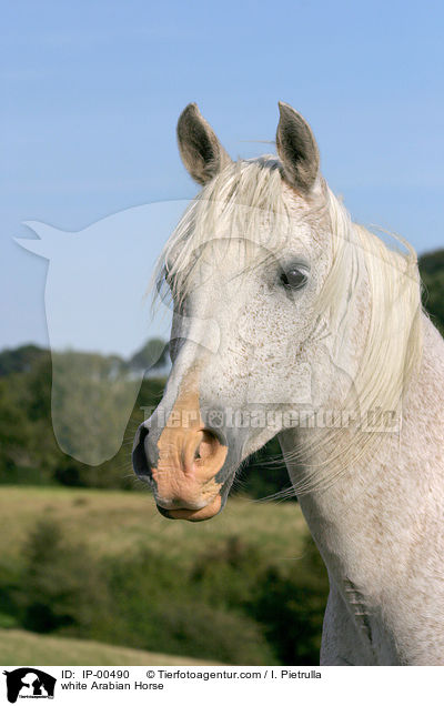 white Arabian Horse / IP-00490