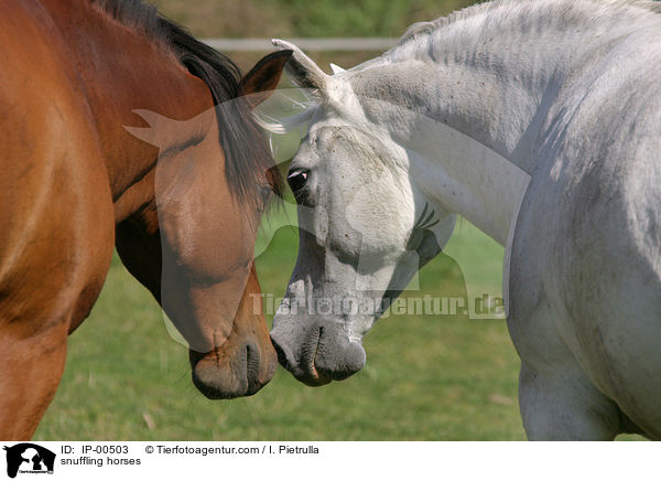 snuffling horses / IP-00503
