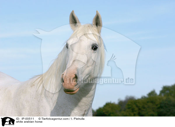 white arabian horse / IP-00511