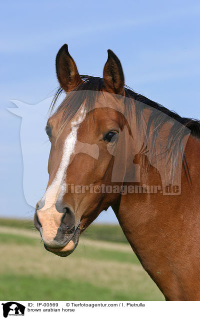 brown arabian horse / IP-00569