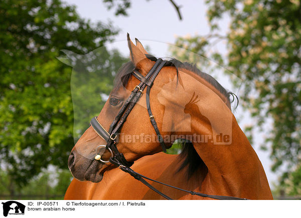 brown arabian horse / IP-00571