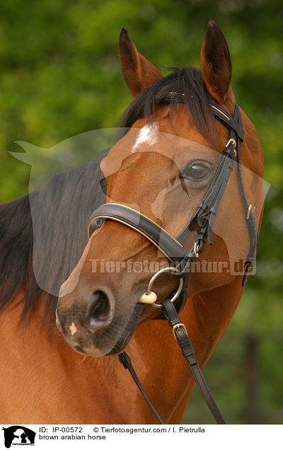 brown arabian horse / IP-00572