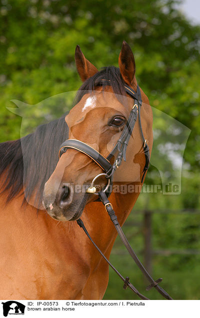 brown arabian horse / IP-00573