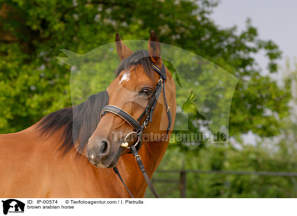 brown arabian horse / IP-00574