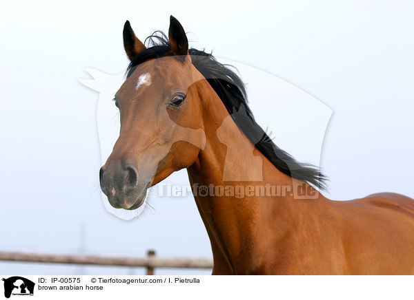 brown arabian horse / IP-00575