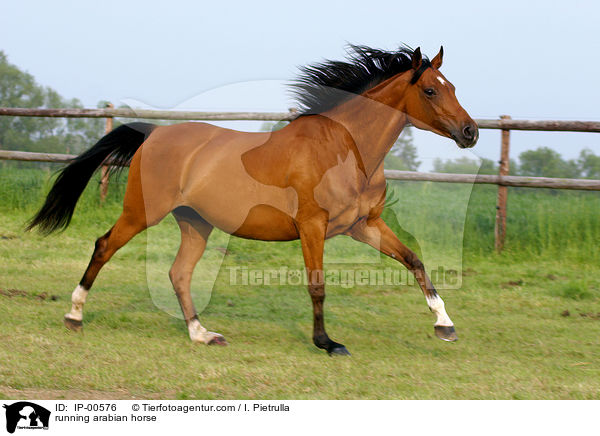 running arabian horse / IP-00576