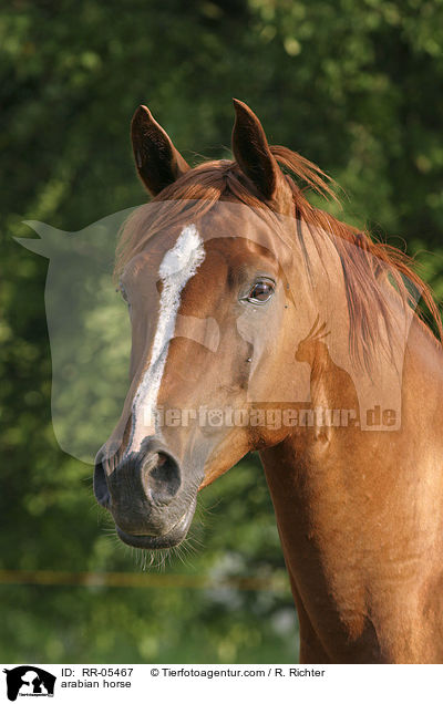 Araber Portrait / arabian horse / RR-05467