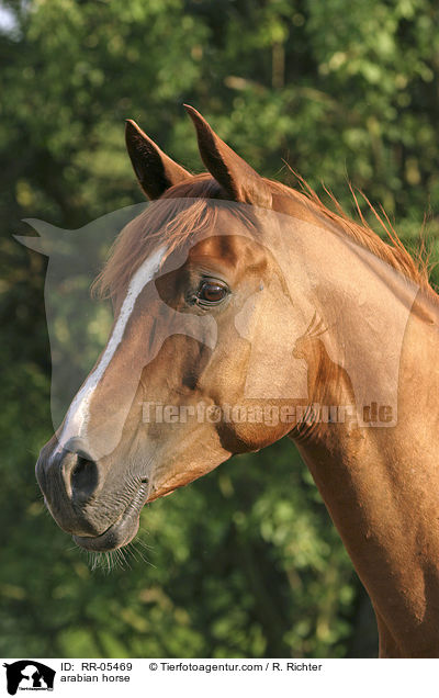arabian horse / RR-05469