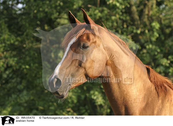 arabian horse / RR-05470