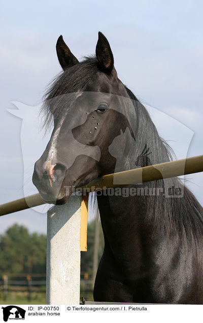 arabian horse / IP-00750