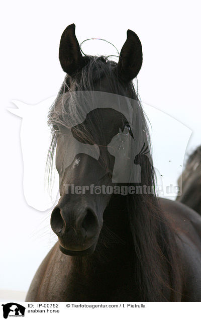 arabian horse / IP-00752