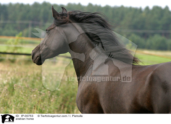 arabian horse / IP-00753
