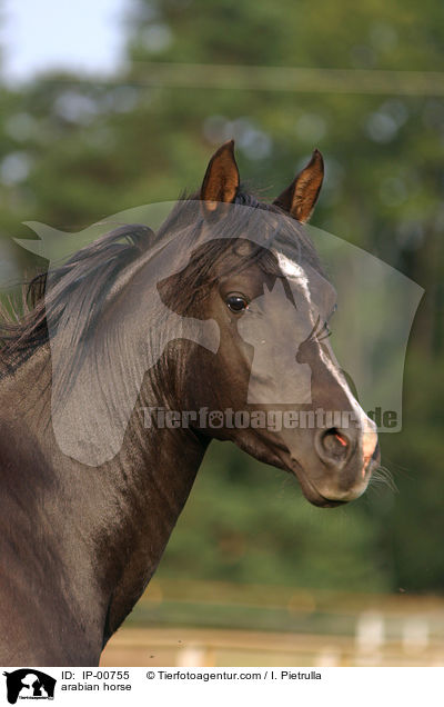 arabian horse / IP-00755