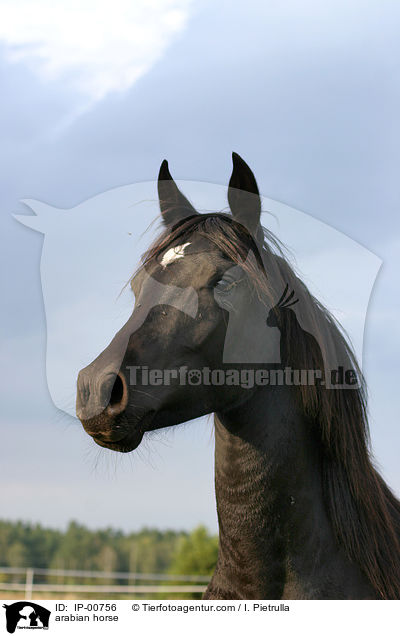 arabian horse / IP-00756