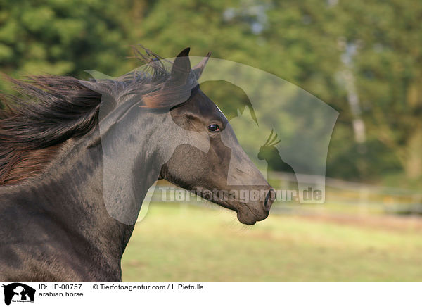 arabian horse / IP-00757