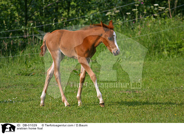 arabian horse foal / DB-01029