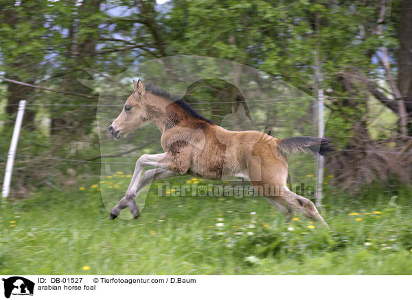 arabian horse foal / DB-01527