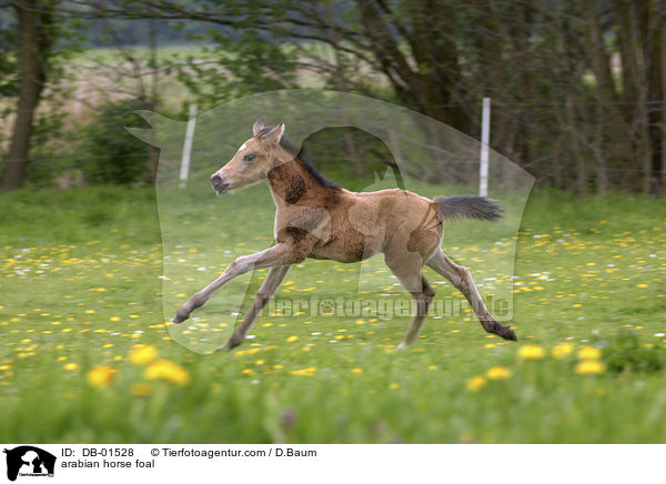 arabian horse foal / DB-01528