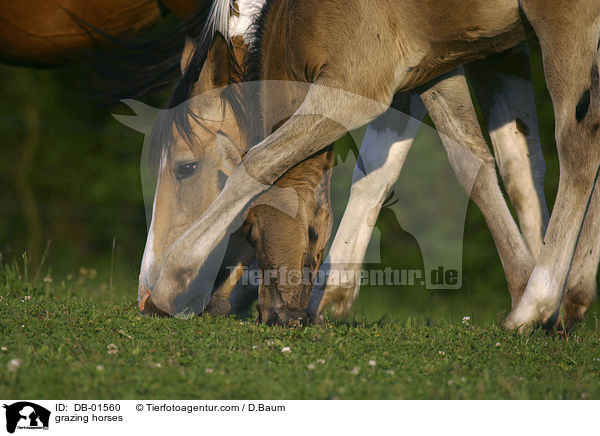 grasende Pferde / grazing horses / DB-01560