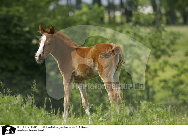 arabian horse foal / DB-01581