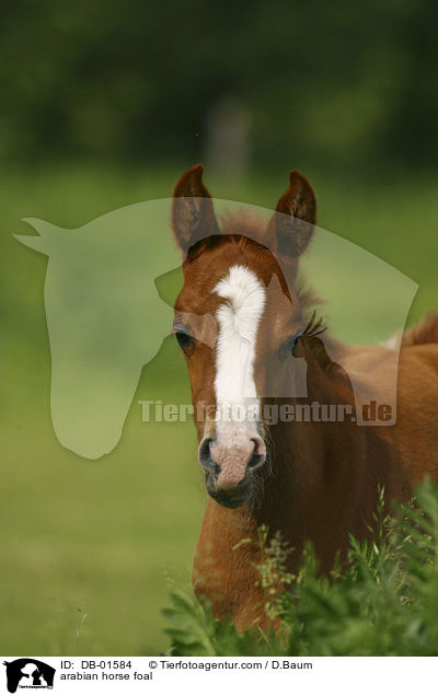 arabian horse foal / DB-01584