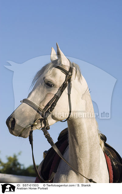 Arabian Horse Portrait / SST-01503