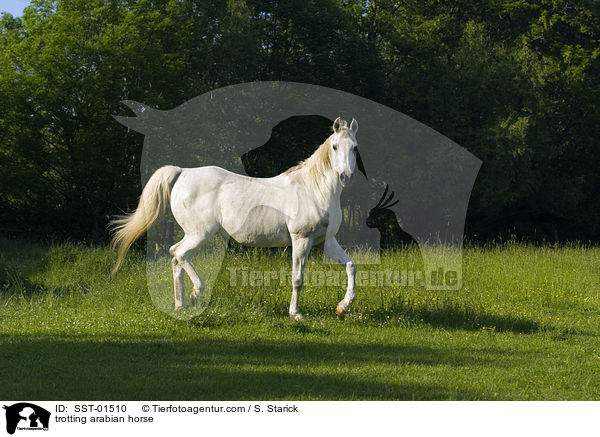 trotting arabian horse / SST-01510