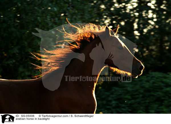 arabian horse in backlight / SS-05006