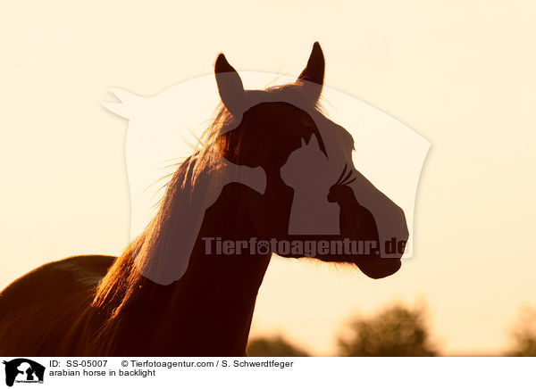 arabian horse in backlight / SS-05007