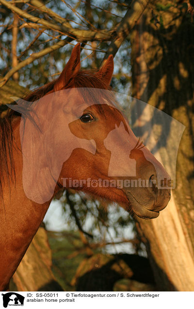 arabian horse portrait / SS-05011