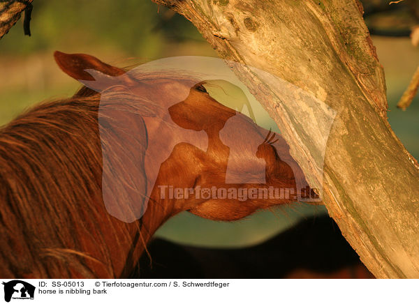 horse is nibbling bark / SS-05013
