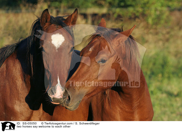 two horses say welcome to each other / SS-05050