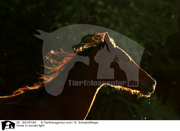 Pferd im Abendlicht / horse in sunset light / SS-05180