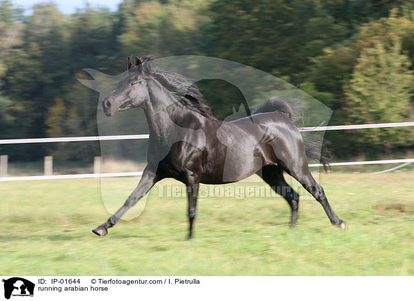 running arabian horse / IP-01644