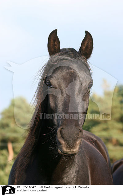 arabian horse portrait / IP-01647