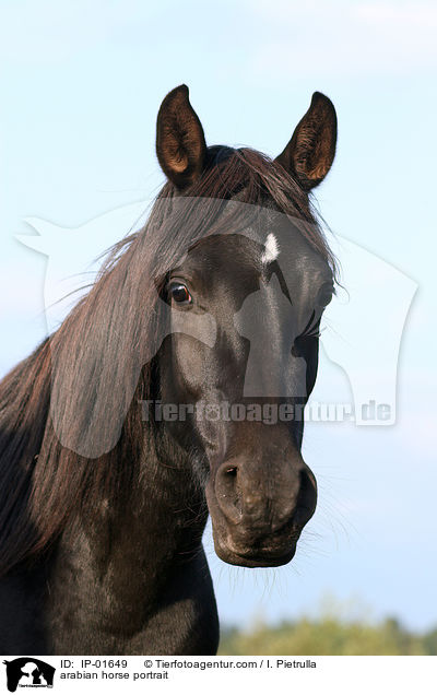 arabian horse portrait / IP-01649