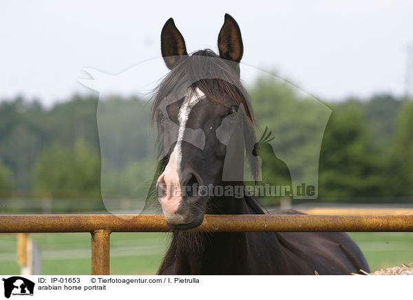 arabian horse portrait / IP-01653