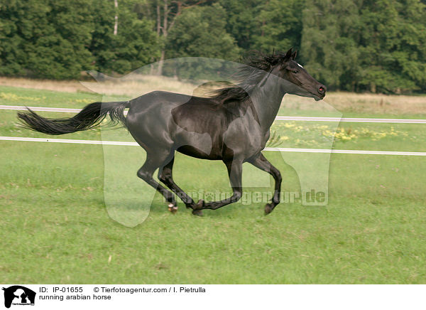 running arabian horse / IP-01655