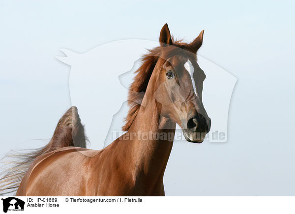 Arabian Horse / IP-01669