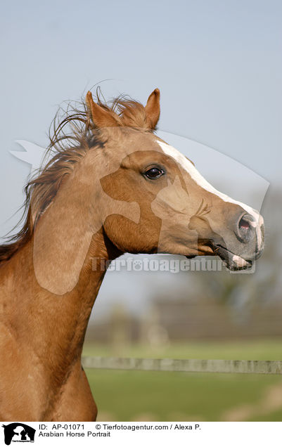 Arabian Horse Portrait / AP-01071