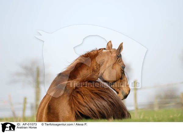 Arabian Horse / AP-01073