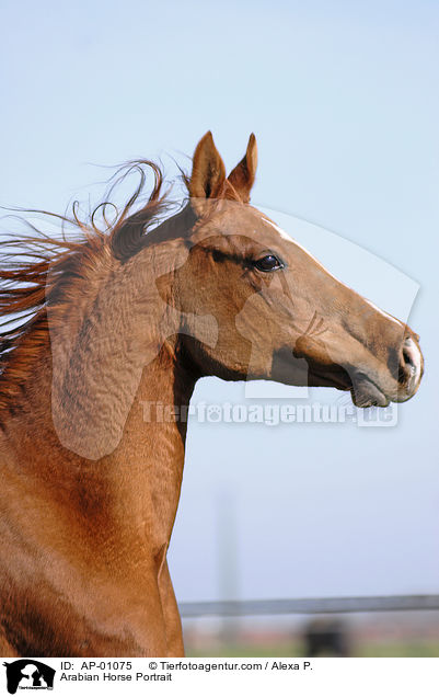 Arabian Horse Portrait / AP-01075
