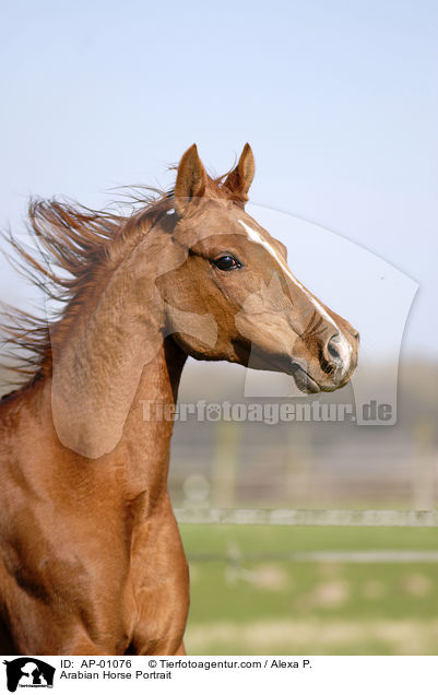 Arabian Horse Portrait / AP-01076