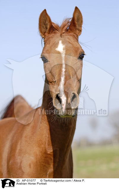 Arabian Horse Portrait / AP-01077