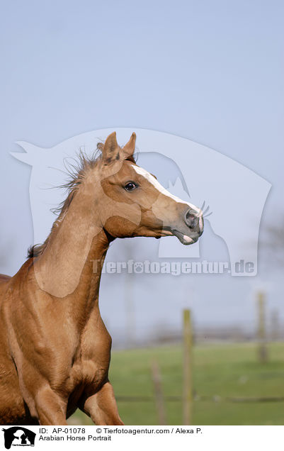 Arabian Horse Portrait / AP-01078