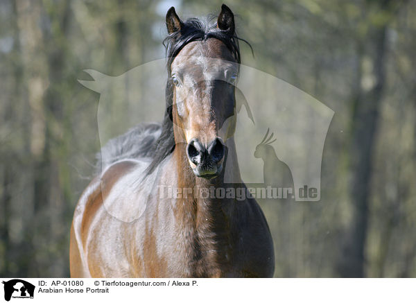 Arabian Horse Portrait / AP-01080